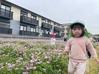 れんげ畑3 (3)