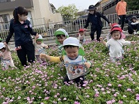 れんげ畑2 (4)
