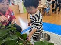 食育(苺のヘタ取り)1