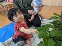 食育(苺のヘタ取り)2