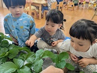 食育(苺のヘタ取り)3